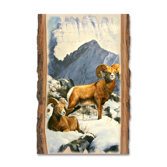 Magnet: Live Edge - Kelso's Mountain Kings
