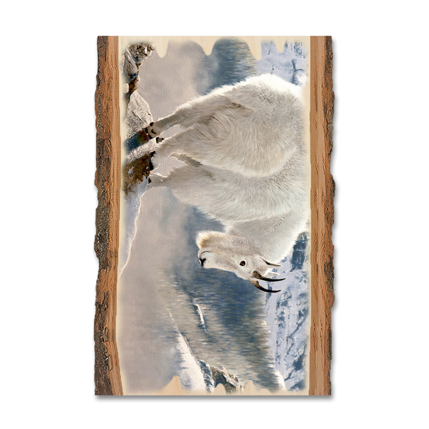 Postcard: Live Edge - Kelso's Mountain Man
