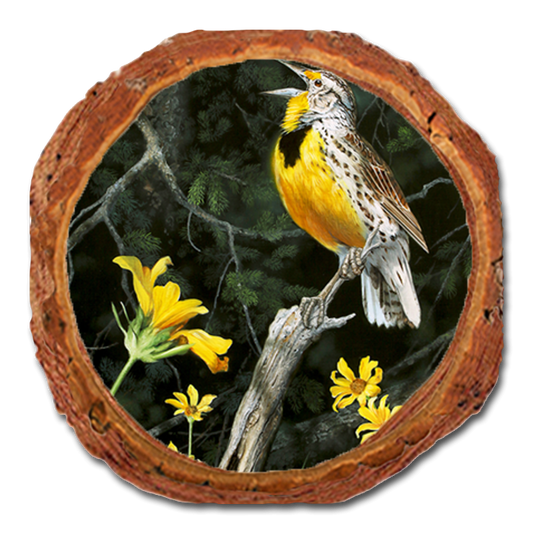 Coaster: Live Edge - Kelso's Meadow & Wood (Pack of 5)