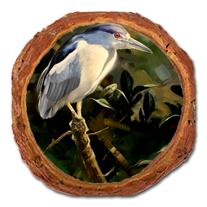 Coaster: Live Edge - Kelso's Night Light (Pack of 5)