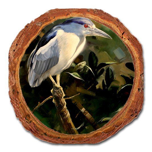 Coaster: Live Edge - Kelso's Night Light (Pack of 5)