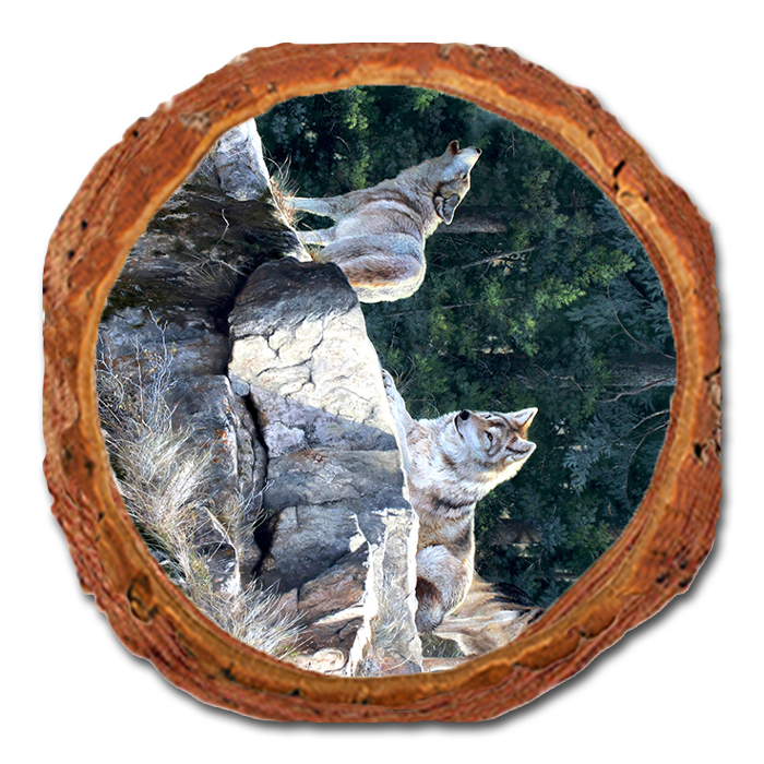 Coaster: Live Edge - Kelso's Rally on the Ridge