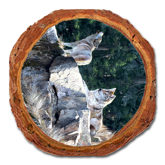 Coaster: Live Edge - Kelso's Rally on the Ridge