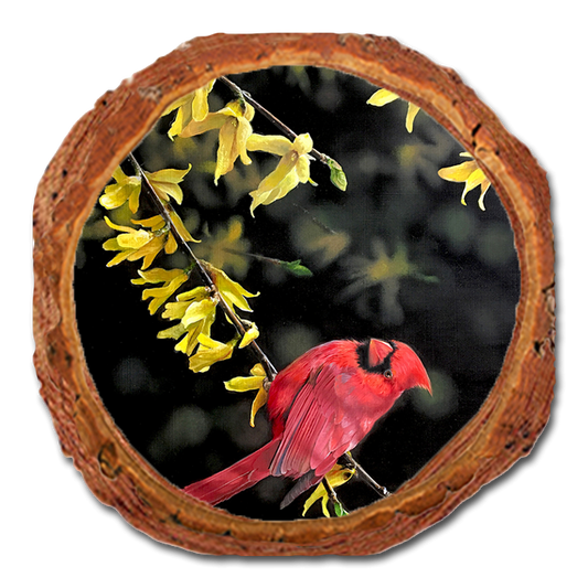 Coaster: Live Edge - Kelso's Spring Fire (Pack of 5)
