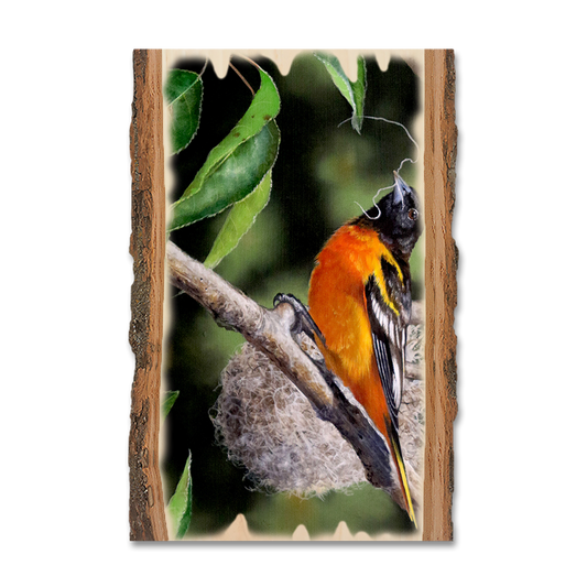 Greeting Card: Live Edge - Kelso's The Architect