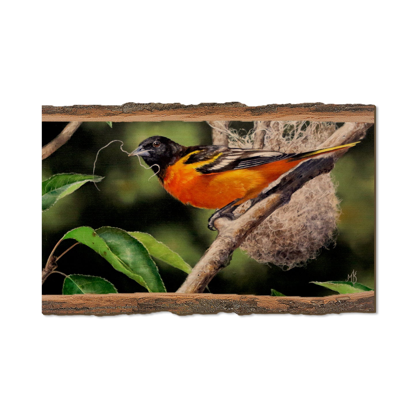 Kelso's The Architect - Live Edge Live Edge Magnet (5pk // $2.80ea)