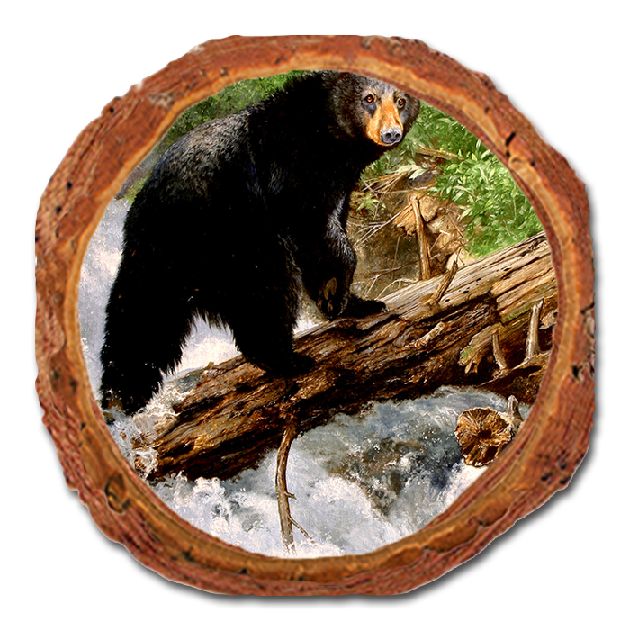 Coaster: Live Edge - Kelso's The Causeway