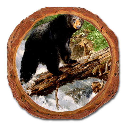 Coaster: Live Edge - Kelso's The Causeway