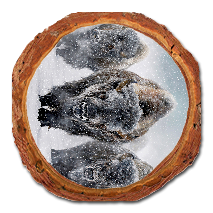 Coaster: Live Edge - Kelso's The Indomitable (Pack of 5)