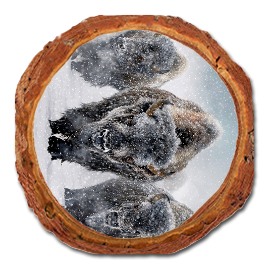 Coaster: Live Edge - Kelso's The Indomitable (Pack of 5)