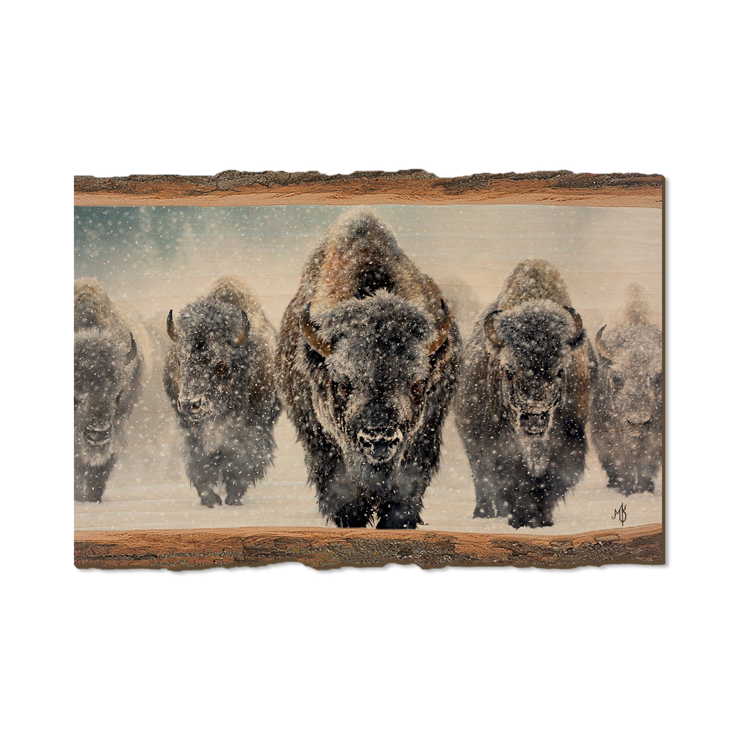 Kelso's The Indomitable - Live Edge Live Edge Postcard (5pk // $2.80ea)