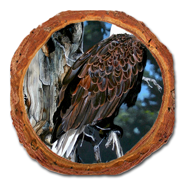 Coaster: Live Edge - Kelso's Watch Tower
