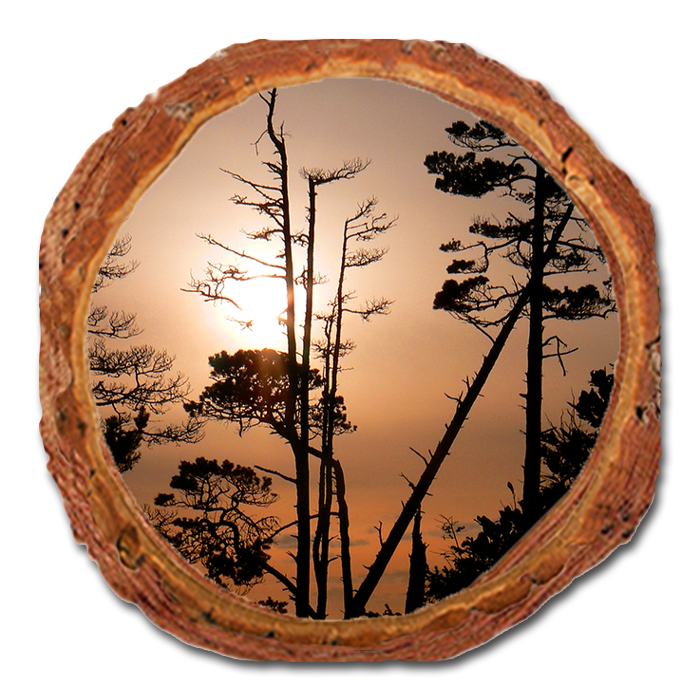 Coaster: Live Edge - Ocean Forest