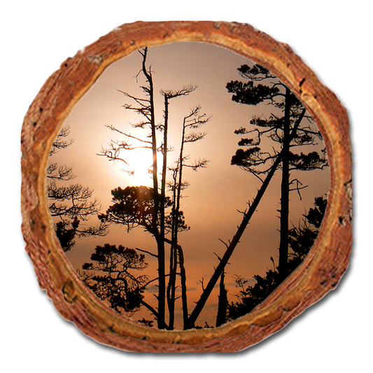 Coaster: Live Edge - Ocean Forest