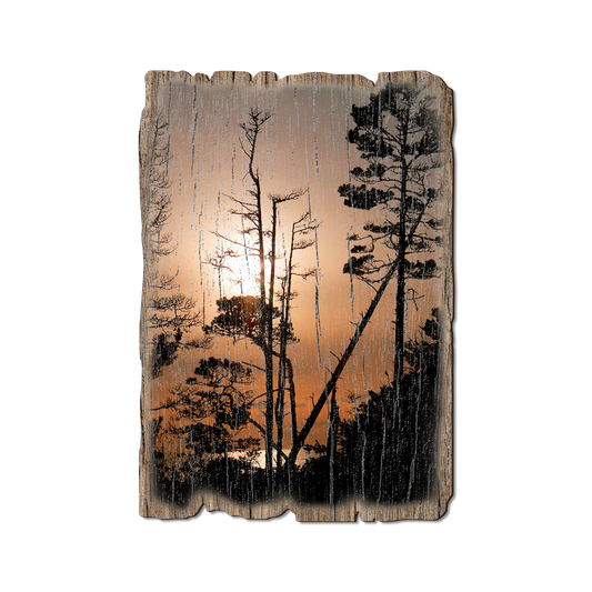 Greeting Card: Weathered Edge - Ocean Forest