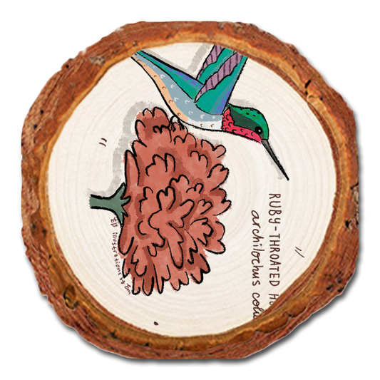 Coaster: Live Edge - Ruby (Pack of 5)
