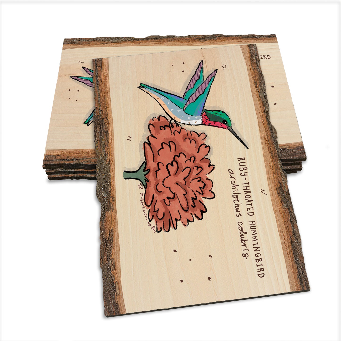 Ruby-Throated Hummingbird - Live Edge Live Edge Postcard (5pk // $2.80ea)