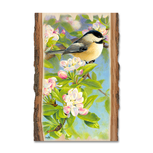 Magnet: Live Edge - Gould's Chickadee Blossoms