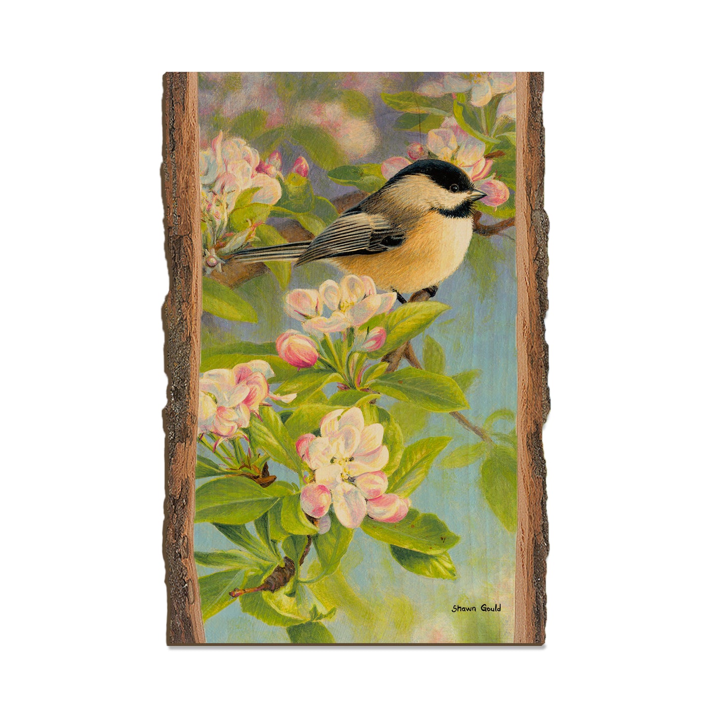 Gould's Chickadee Blossoms - Live Edge Live Edge Postcard (5pk // $2.80ea)