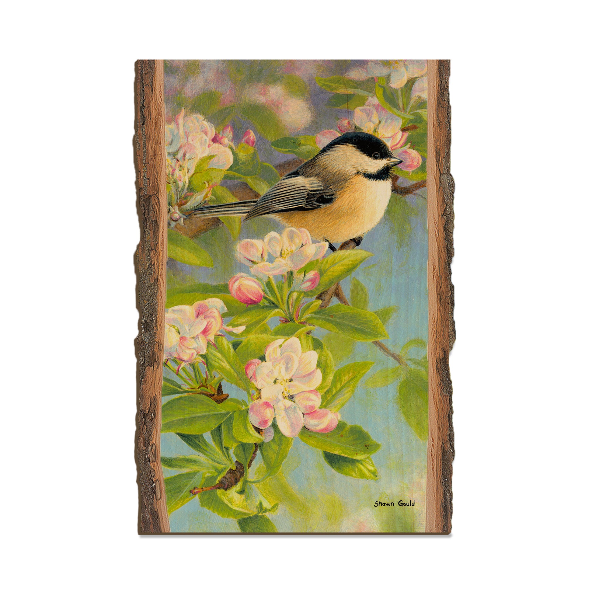 Gould's Chickadee Blossoms - Live Edge Live Edge Postcard (5pk // $2.80ea)