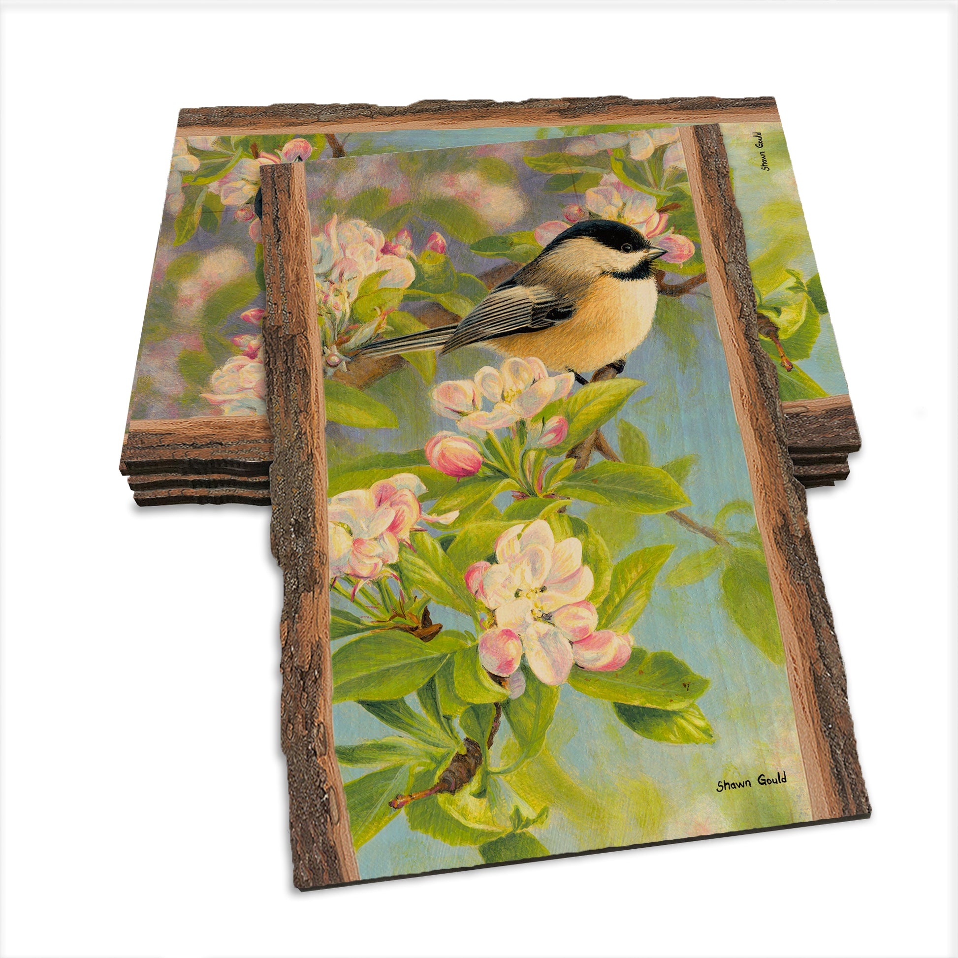 Gould's Chickadee Blossoms - Live Edge Live Edge Postcard (5pk // $2.80ea)
