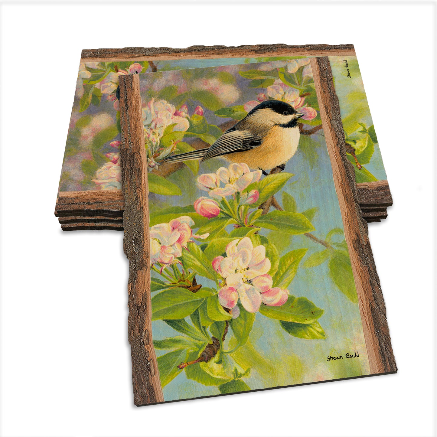 Gould's Chickadee Blossoms - Live Edge Live Edge Postcard (5pk // $2.80ea)