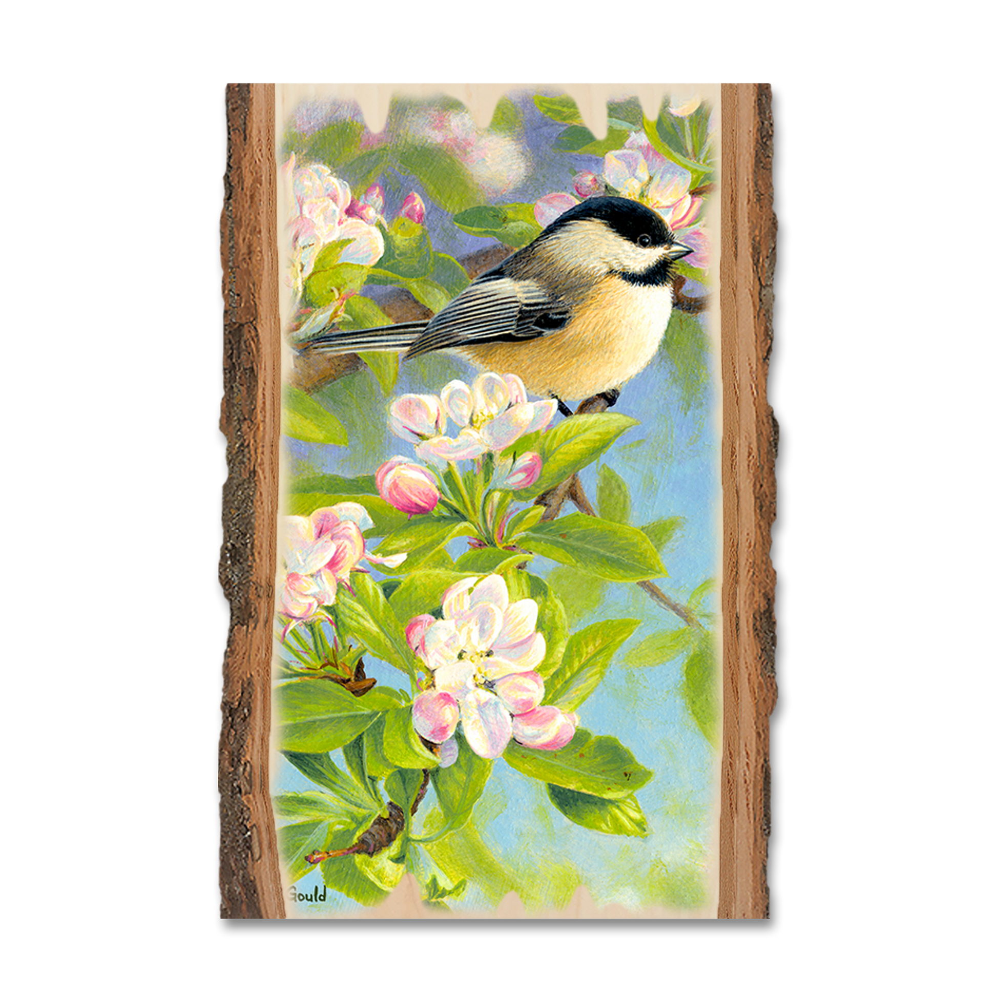 Postcard: Live Edge - Gould's Chickadee Blossoms