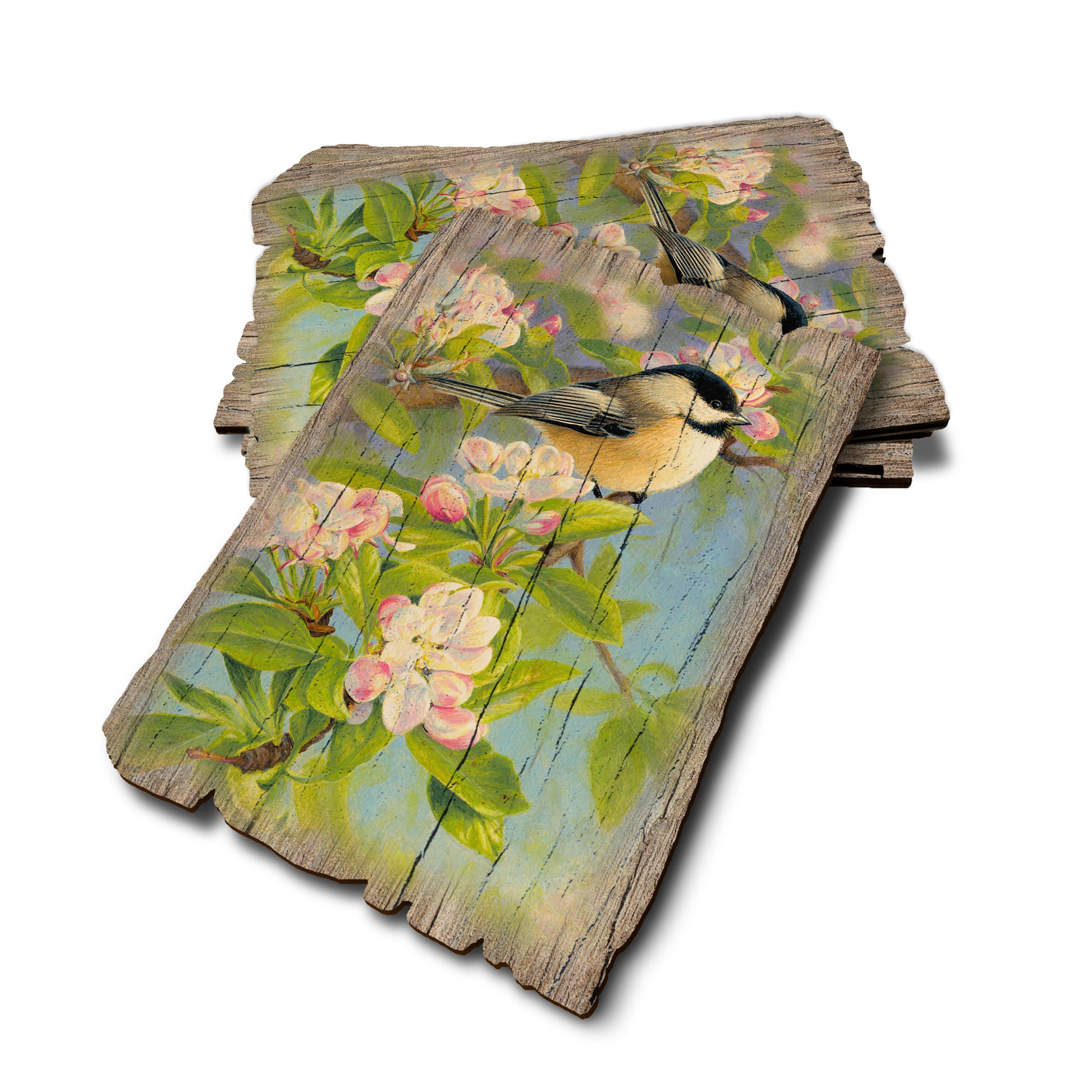 Gould's Chickadee Blossoms - Weathered Edge Rustic Edge Postcard (5pk // $2.80ea)