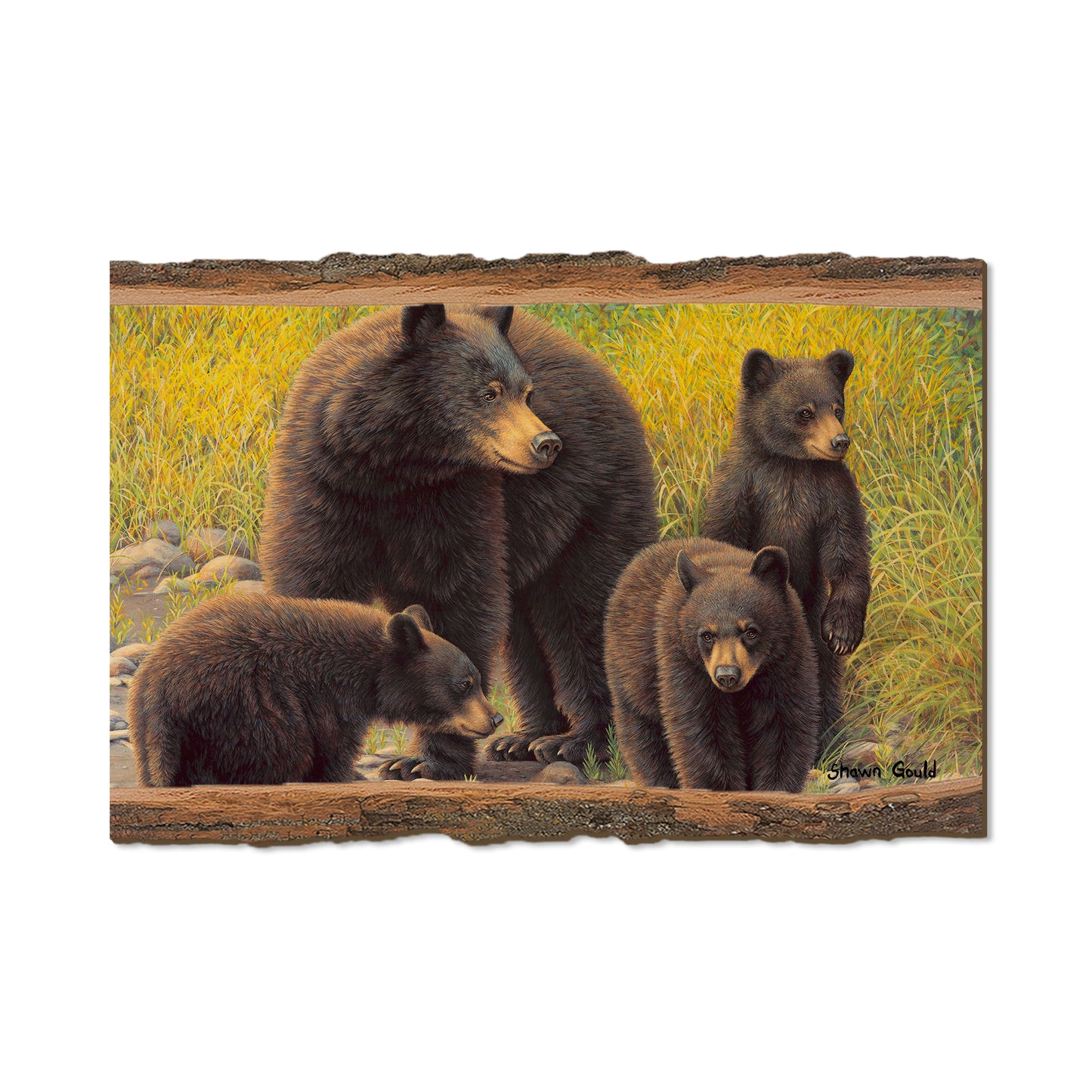 Gould's Family Outing - Live Edge Live Edge Postcard (5pk // $2.80ea)