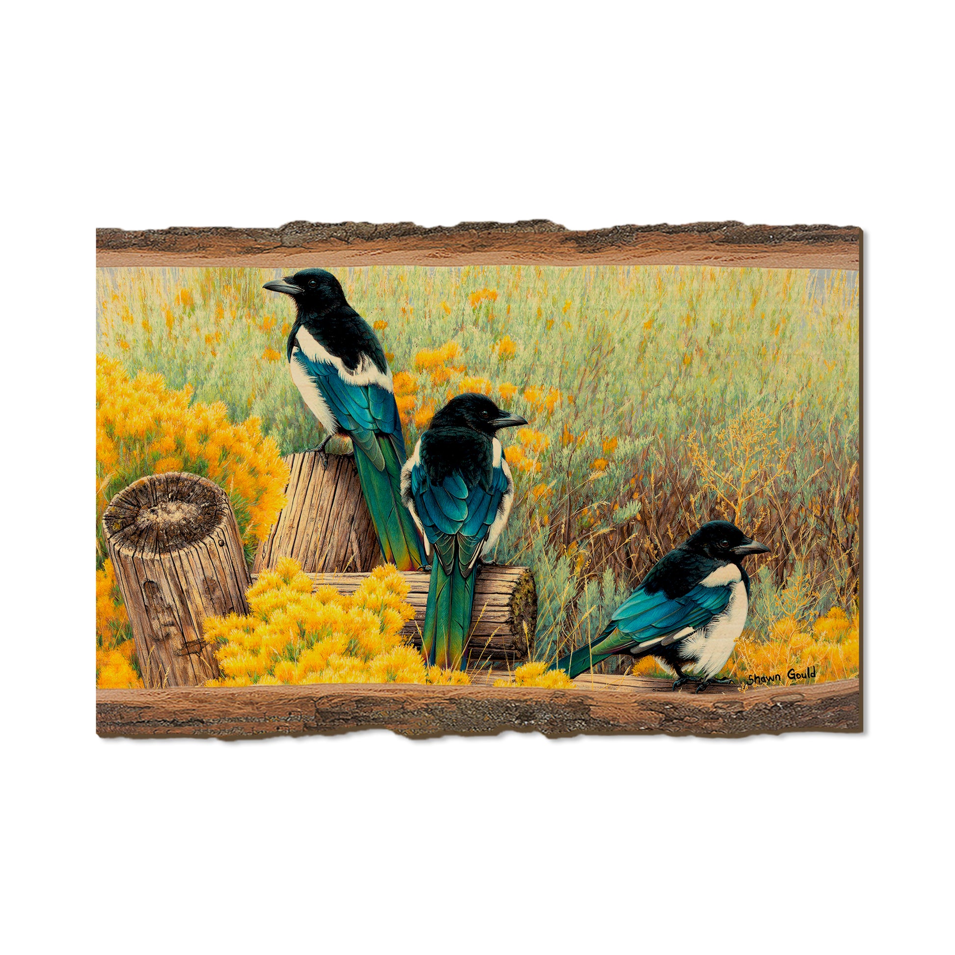 Gould's Fence Tapestry - Live Edge Live Edge Postcard (5pk // $2.80ea)