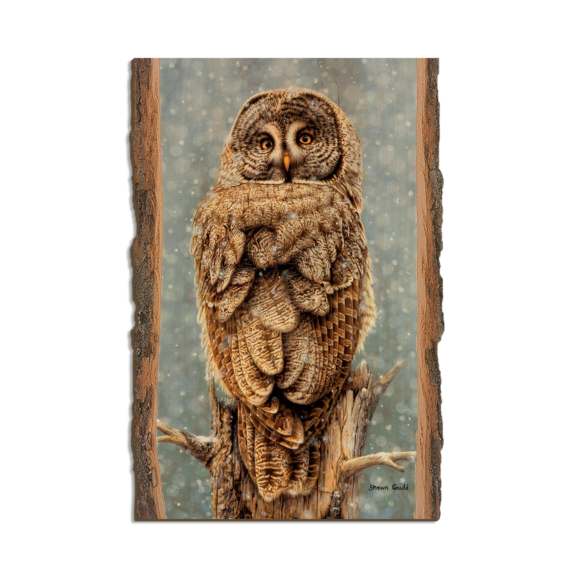 Gould's Great Gray - Live Edge Live Edge Postcard (5pk // $2.80ea)