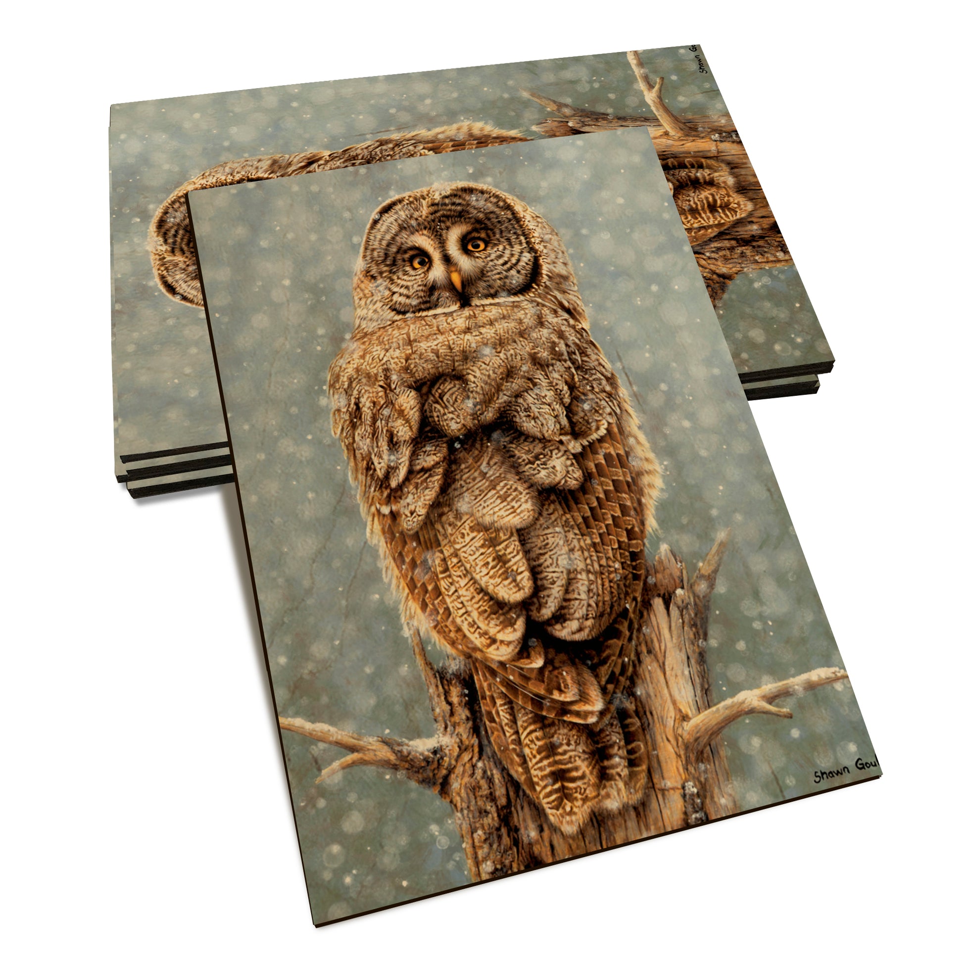 Gould's Great Gray - Classic Edge Classic Edge Postcard (5pk // $2.80ea)