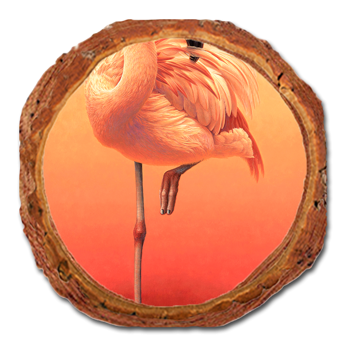 Coaster: Live Edge - Gould's Hot Pink (Pack of 5)