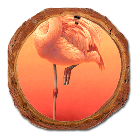 Coaster: Live Edge - Gould's Hot Pink (Pack of 5)