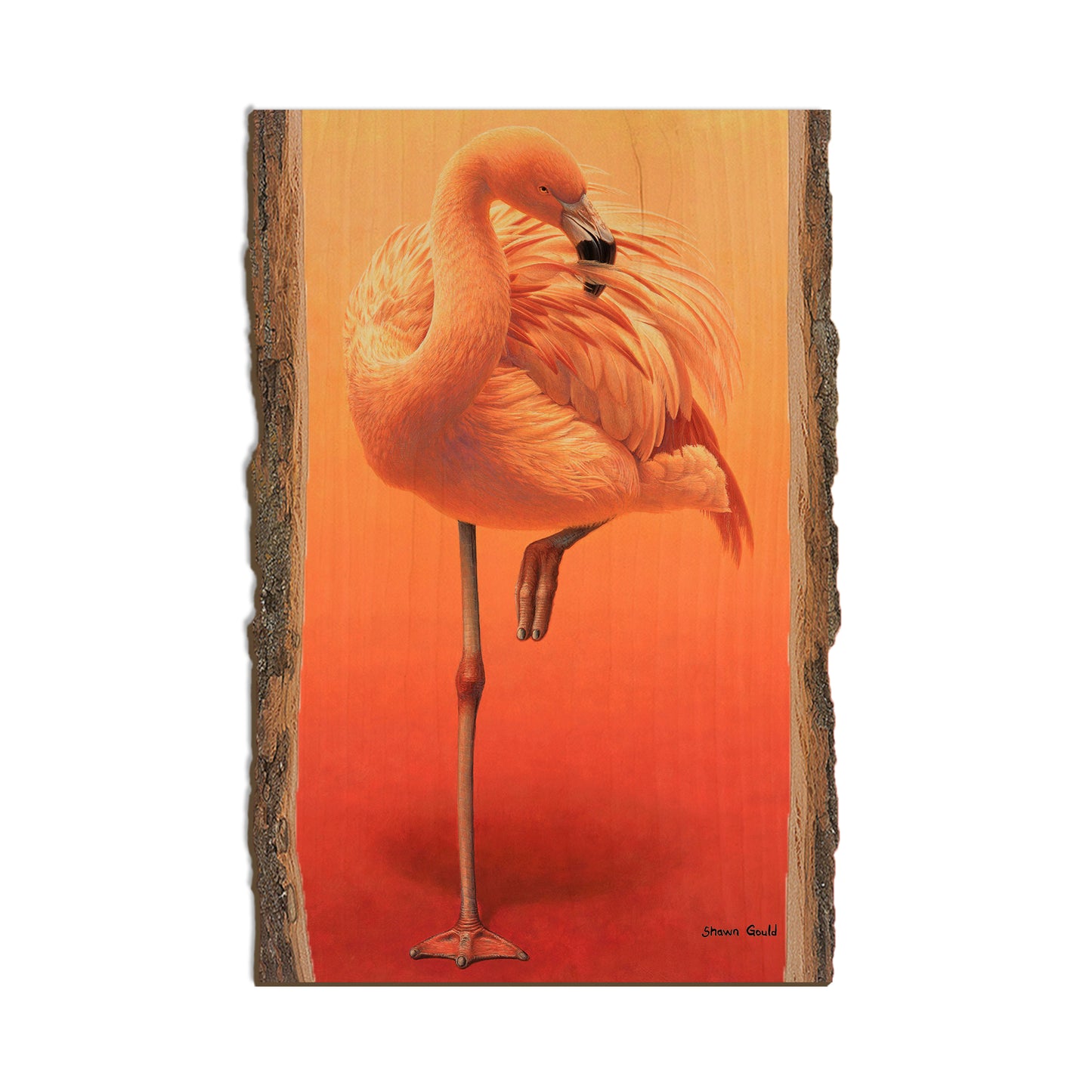 Gould's Hot Pink - Live Edge Live Edge Postcard (5pk // $2.80ea)