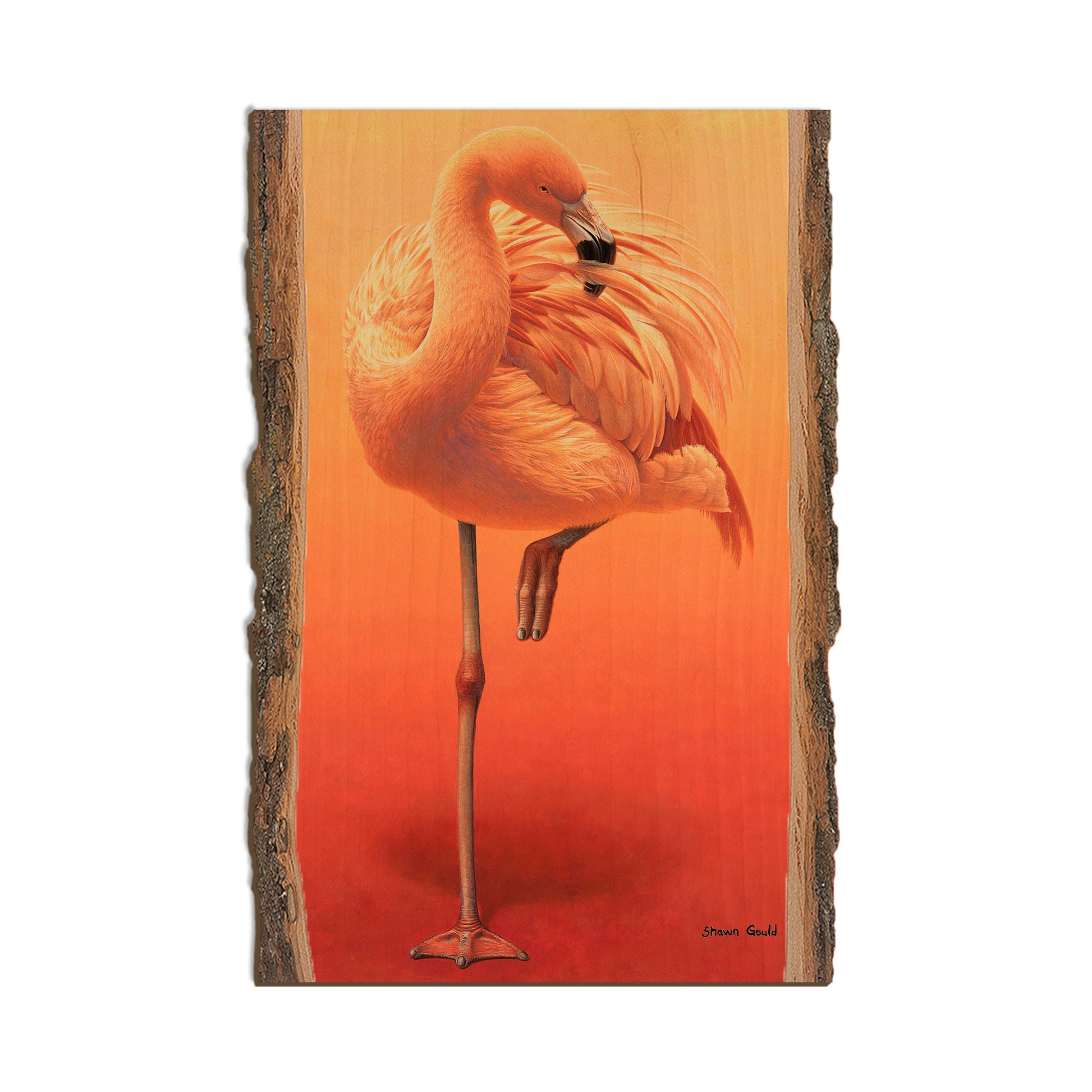 Gould's Hot Pink - Live Edge Live Edge Postcard (5pk // $2.80ea)