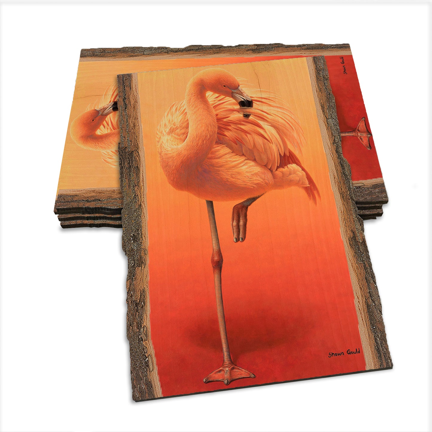 Gould's Hot Pink - Live Edge Live Edge Postcard (5pk // $2.80ea)