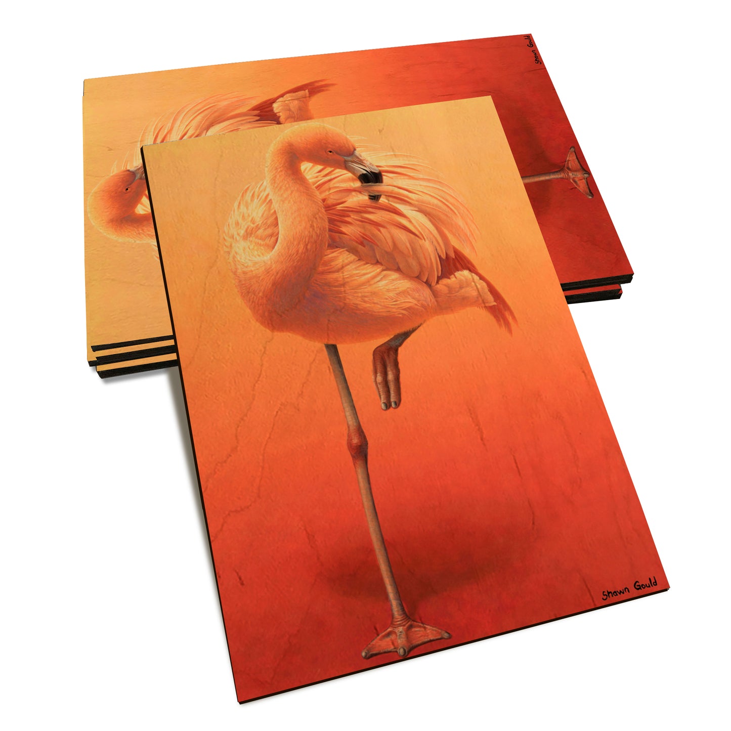 Gould's Hot Pink - Classic Edge Classic Edge Postcard (5pk // $2.80ea)