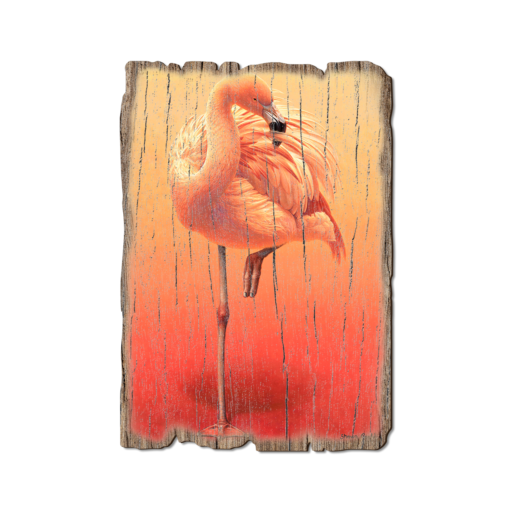 Postcard: Weathered Edge - Gould's Hot Pink (Pack of 5)