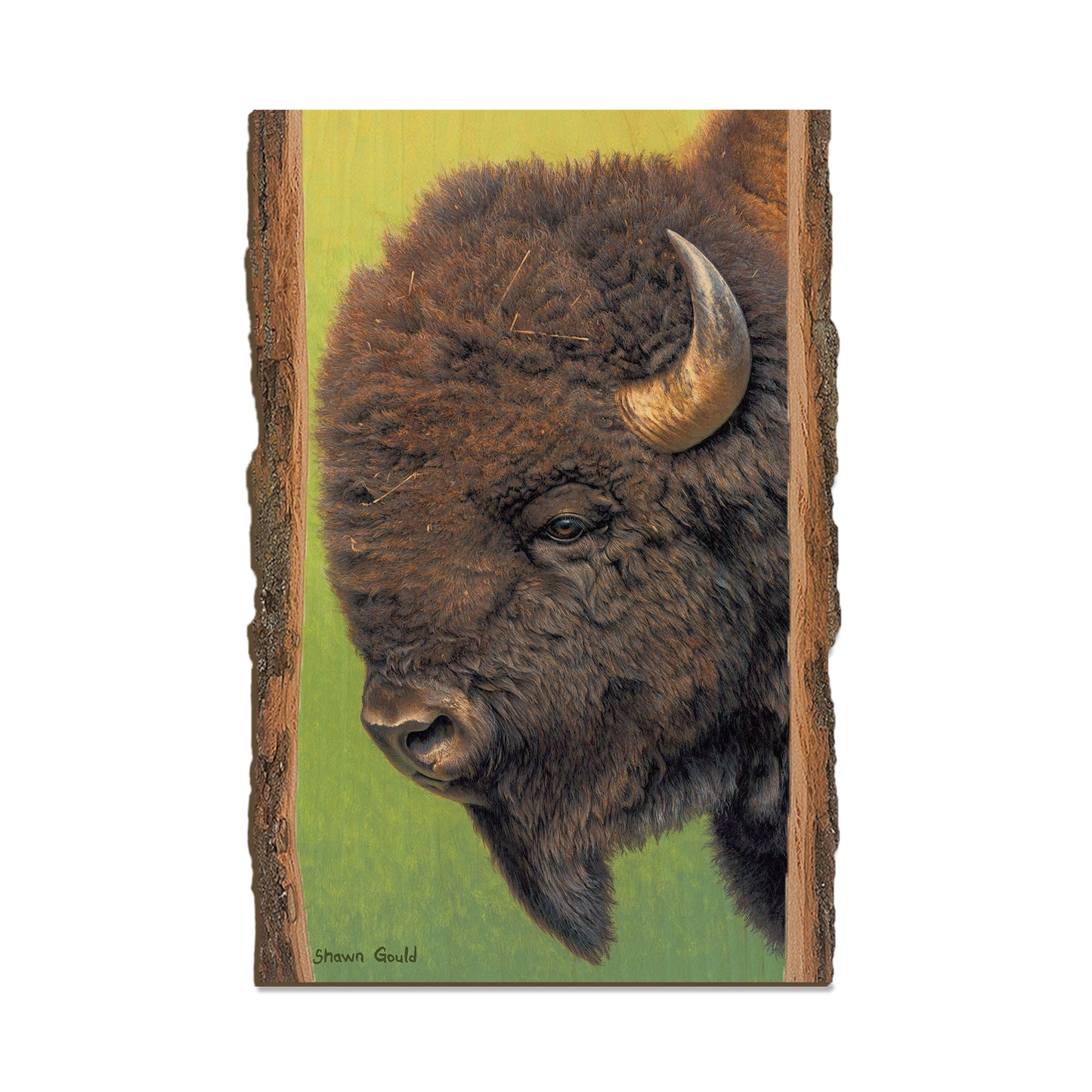 Gould's In His Prime - Live Edge Live Edge Postcard (5pk // $2.80ea)