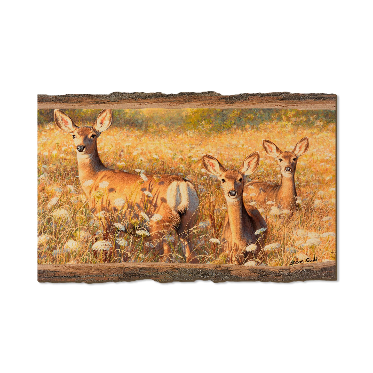 Gould's Light and Lace - Live Edge Live Edge Magnet (5pk // $2.80ea)
