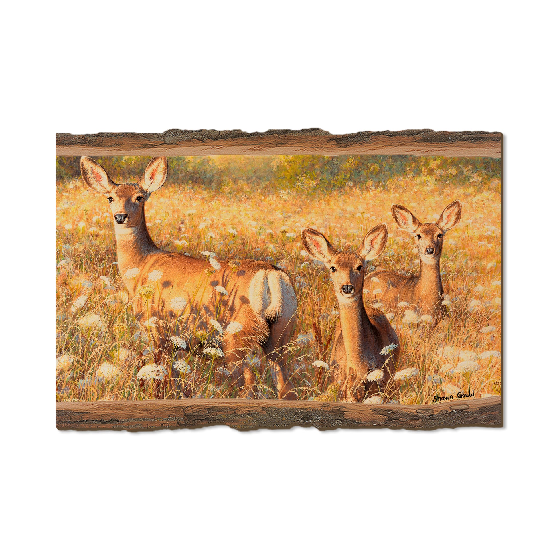 Gould's Light and Lace - Live Edge Live Edge Postcard (5pk // $2.80ea)