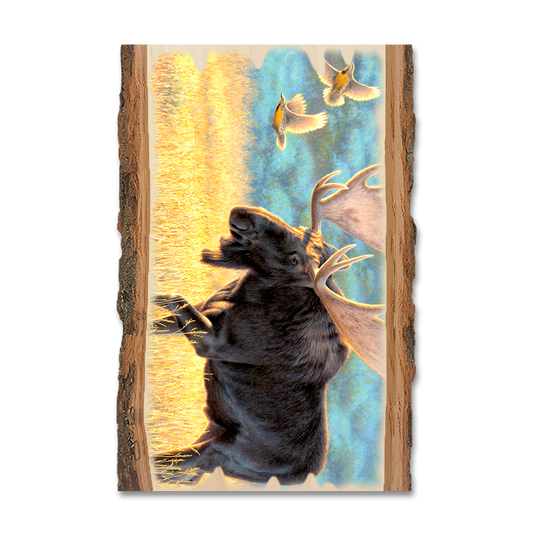 Magnet: Live Edge - Gould's Meadow Bull