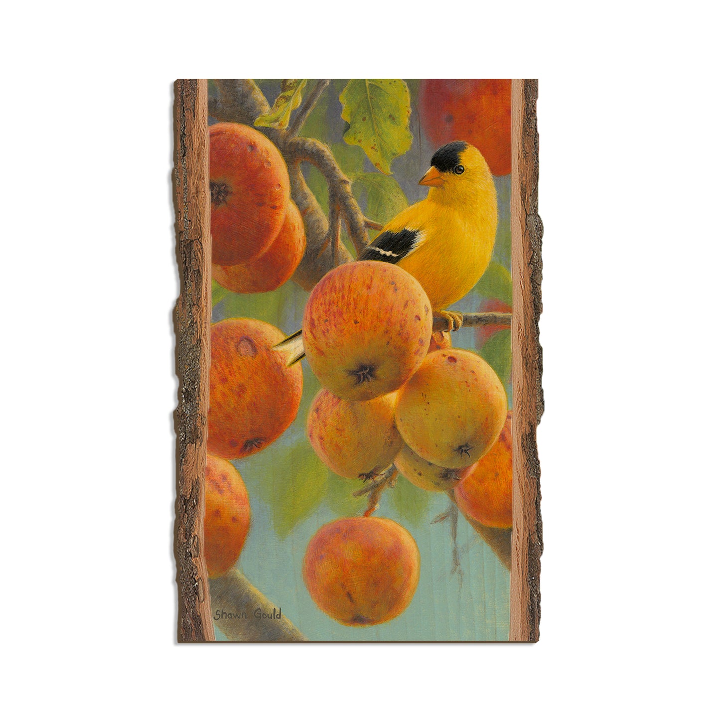 Gould's Orchard Gold - Live Edge Live Edge Magnet (5pk // $2.80ea)