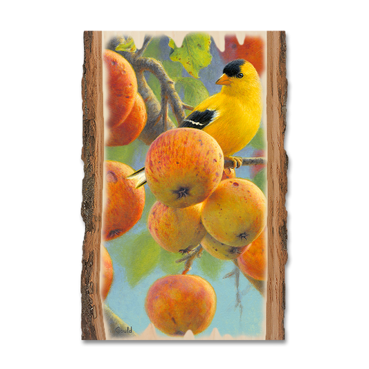 Magnet: Live Edge - Gould's Orchard Gold