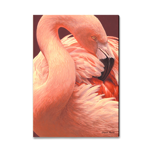 Magnet: Classic Edge - Gould's Preeing Flamingo