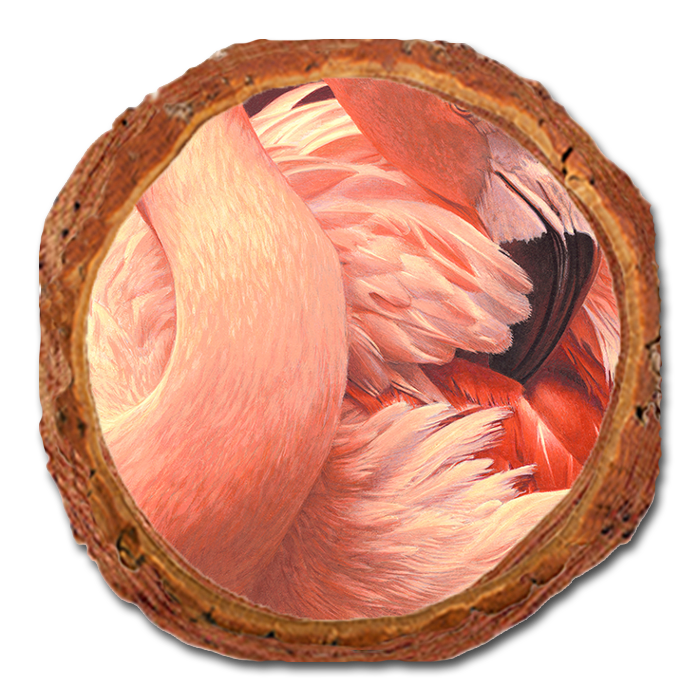 Coaster: Live Edge - Gould's Preeing Flamingo