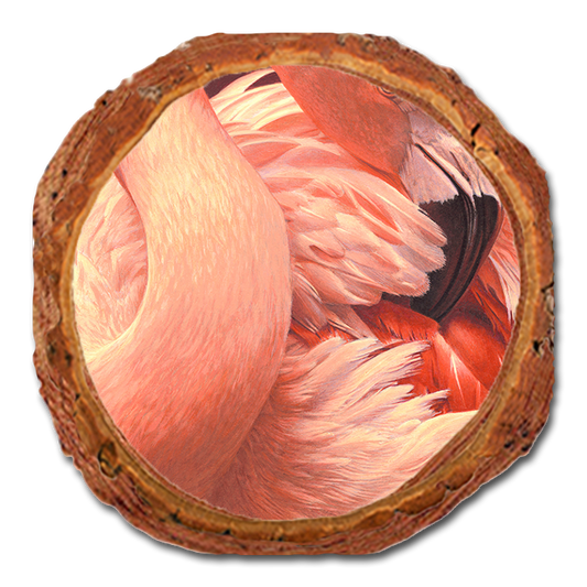 Coaster: Live Edge - Gould's Preeing Flamingo