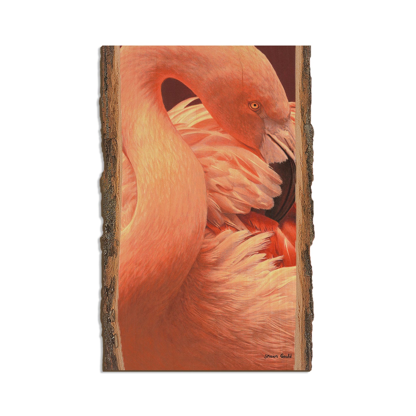 Gould's Preeing Flamingo - Live Edge Live Edge Magnet (5pk // $2.80ea)