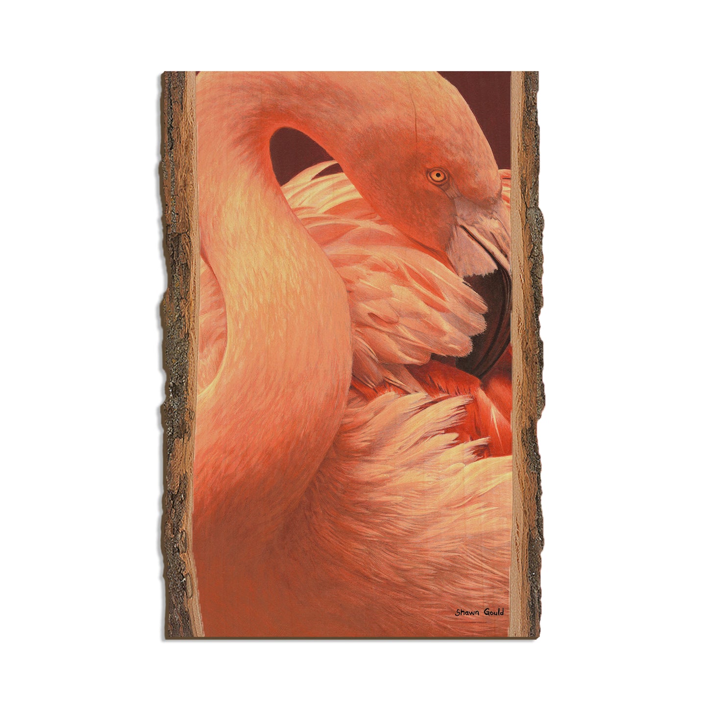 Gould's Preeing Flamingo - Live Edge Live Edge Postcard (5pk // $2.80ea)